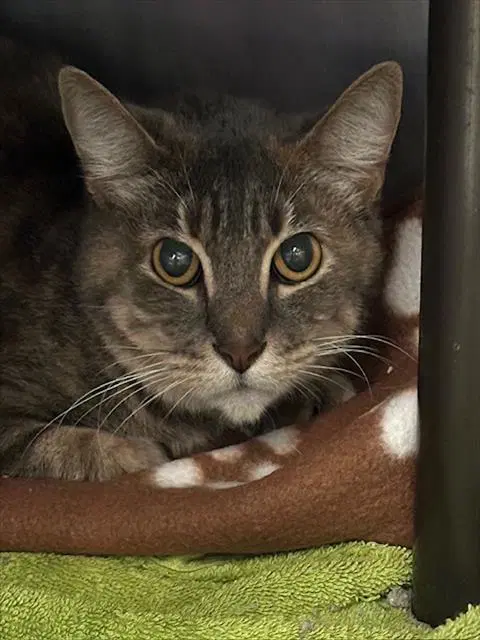 Unknown - Domestic Short Hair