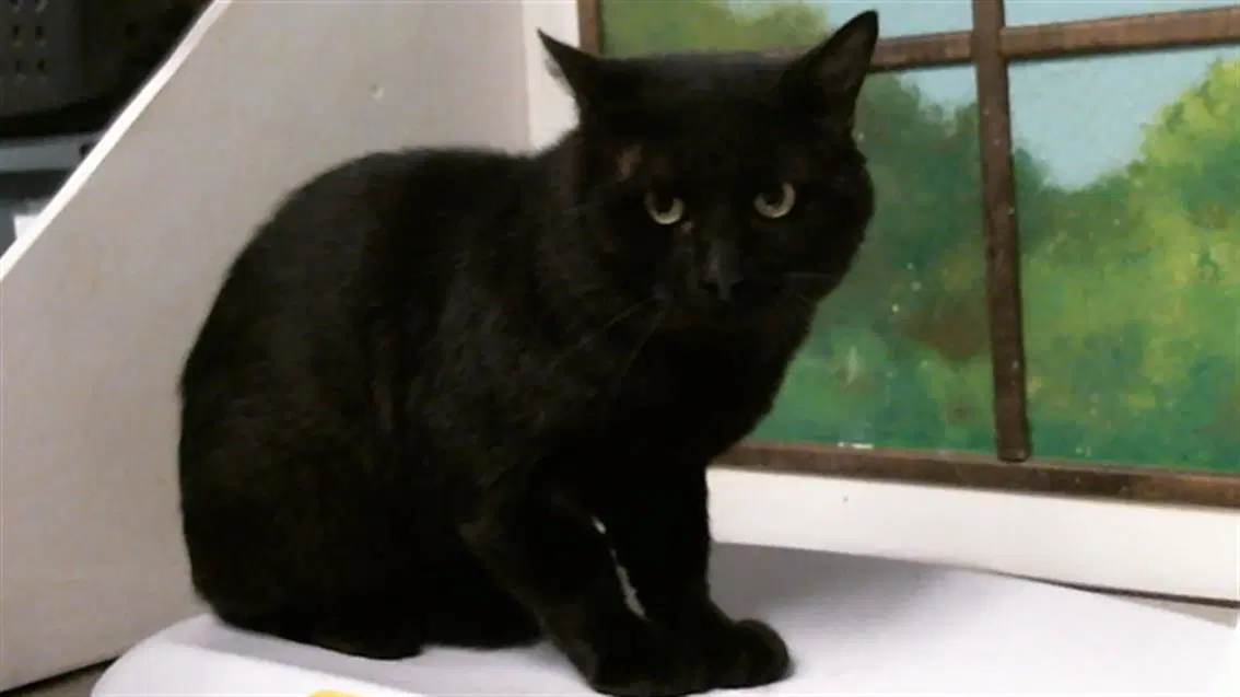 Unknown - Domestic Short Hair