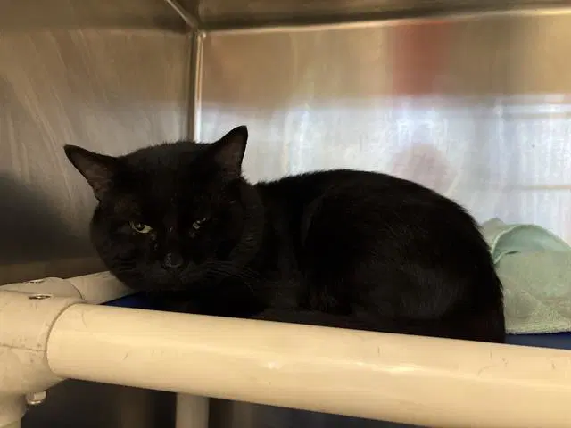 Unknown - Domestic Short Hair