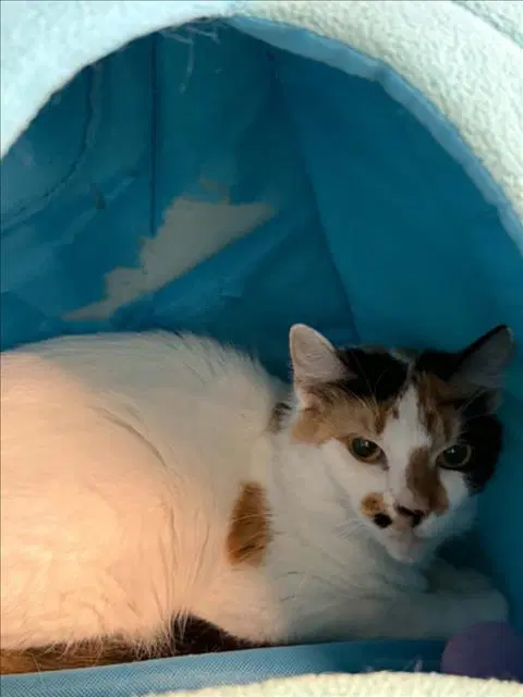 Unknown - Domestic Short Hair