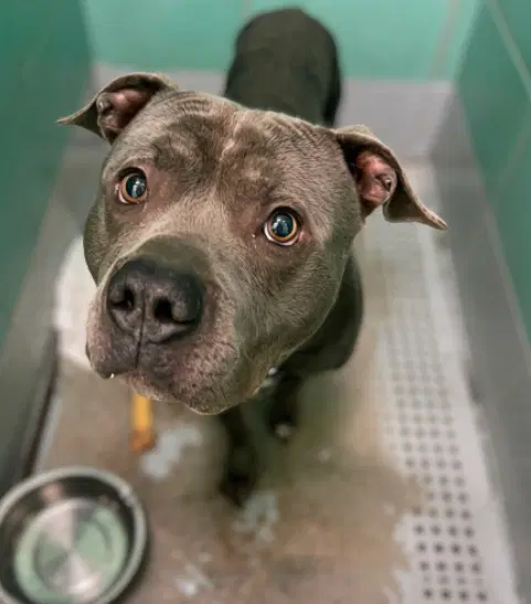 Malcom - Staffordshire Bull Terrier