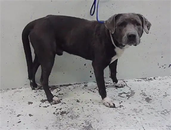 Evan - Staffordshire Bull Terrier