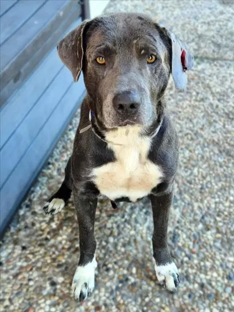 Evan - Staffordshire Bull Terrier