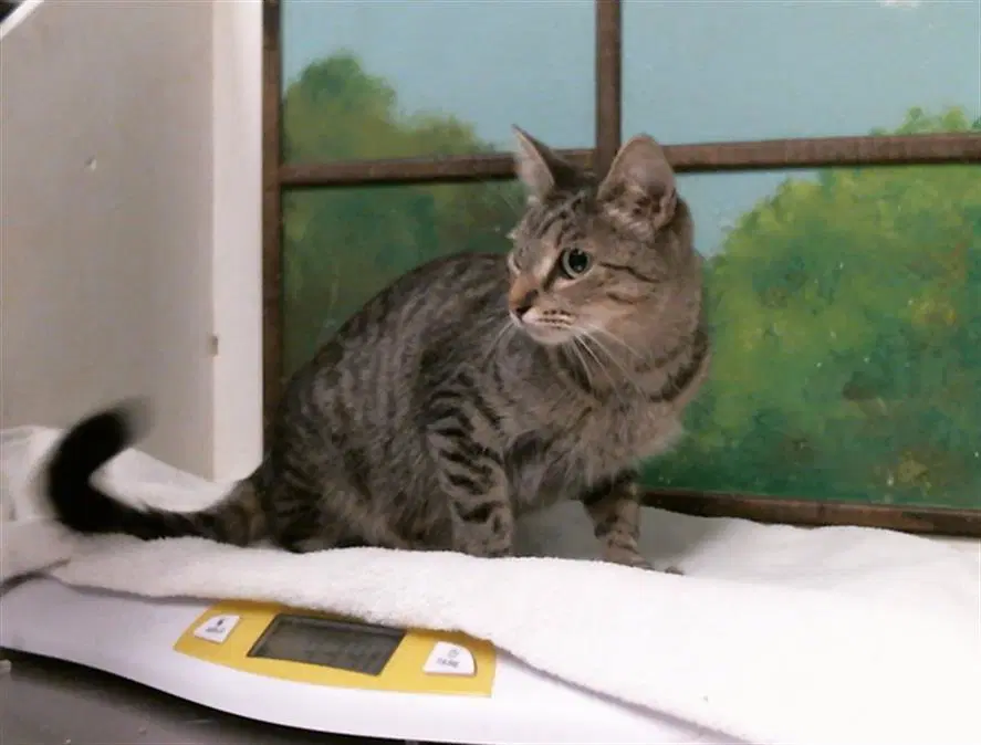Unknown - Domestic Short Hair