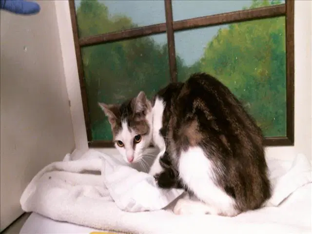 Kelly - Domestic Short Hair
