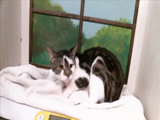 Kevin - Domestic Short Hair