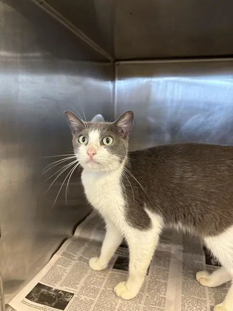 Kevin - Domestic Short Hair
