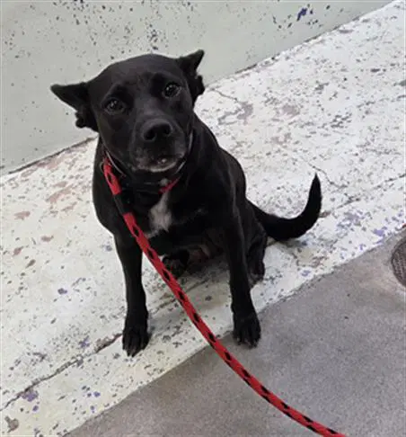 Ruth - Labrador Retriever