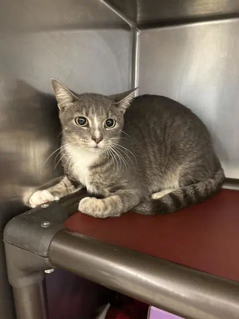 Unknown - Domestic Short Hair