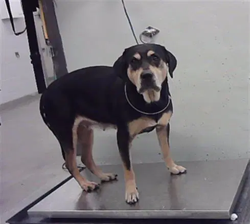 Jenna - Black and Tan Coonhound