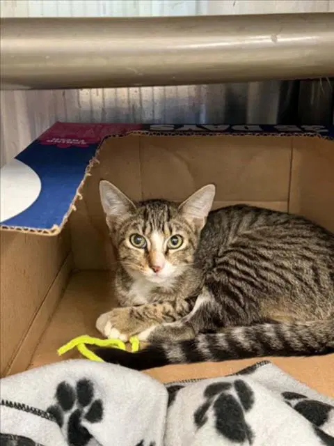 Unknown - Domestic Short Hair