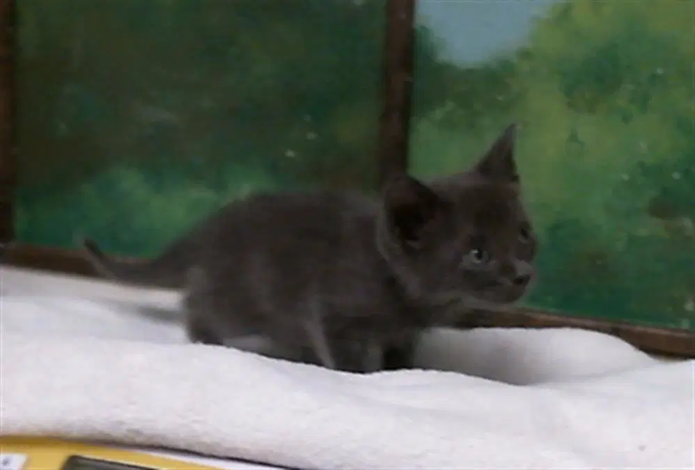 Unknown - American Shorthair