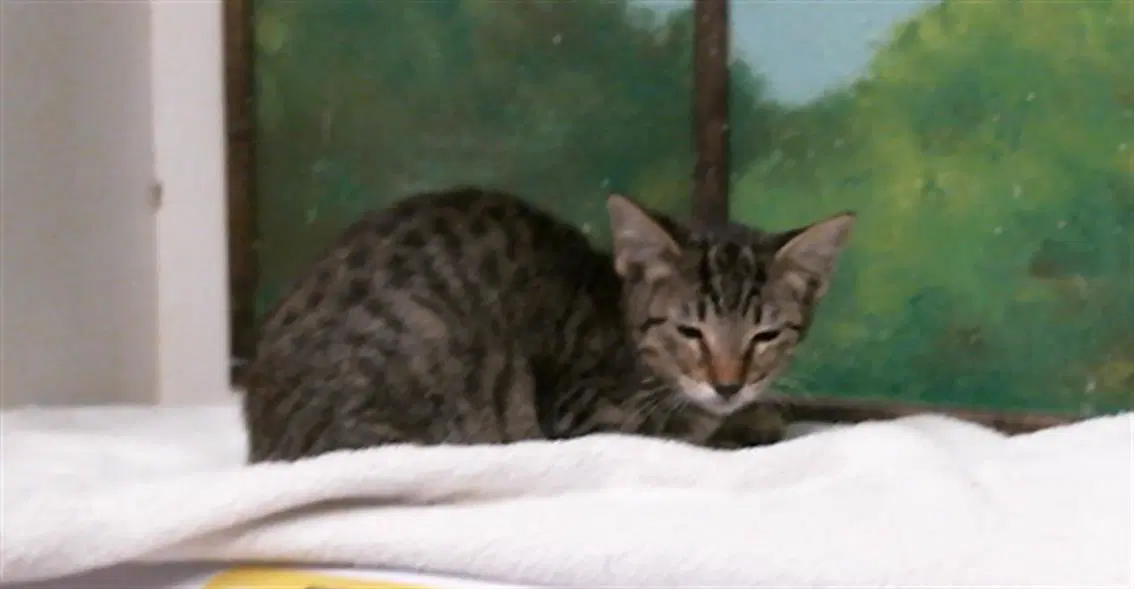 Unknown - Domestic Short Hair