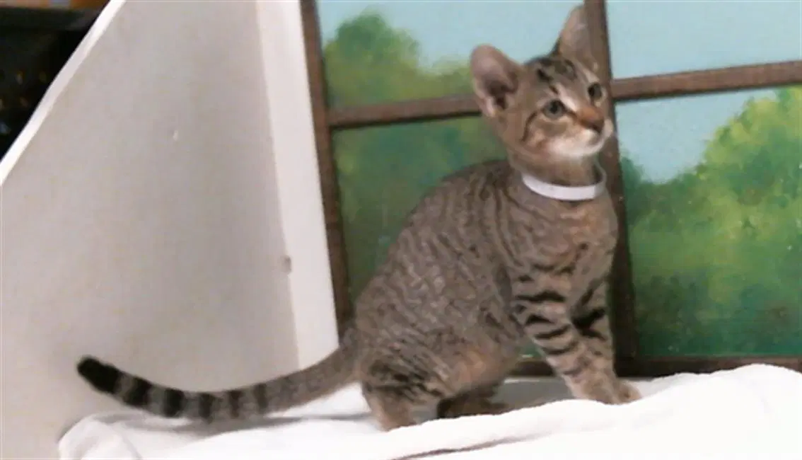 Unknown - Domestic Short Hair