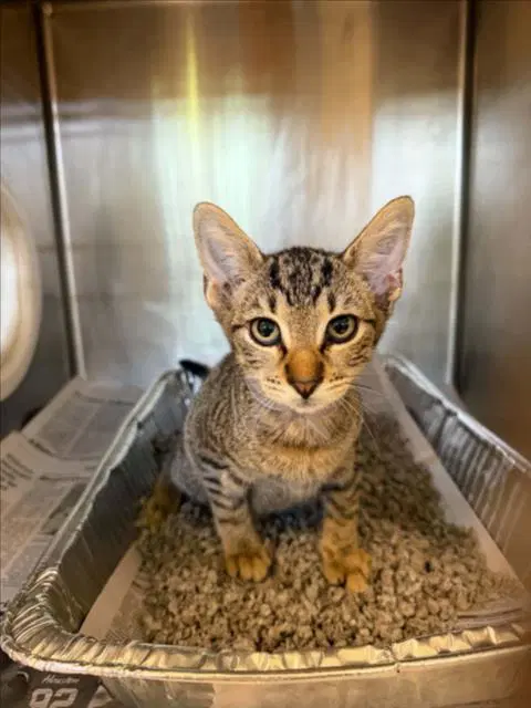 Unknown - Domestic Short Hair