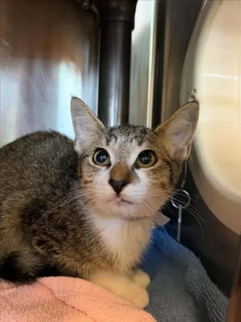 Unknown - Domestic Short Hair