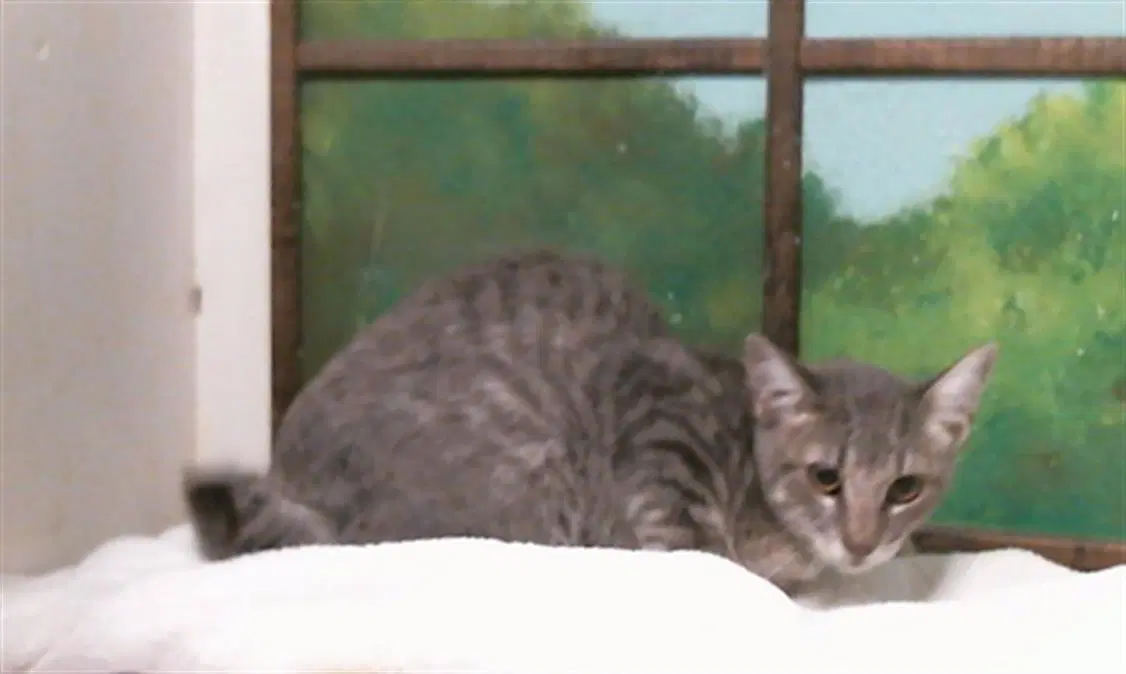 Unknown - Domestic Short Hair