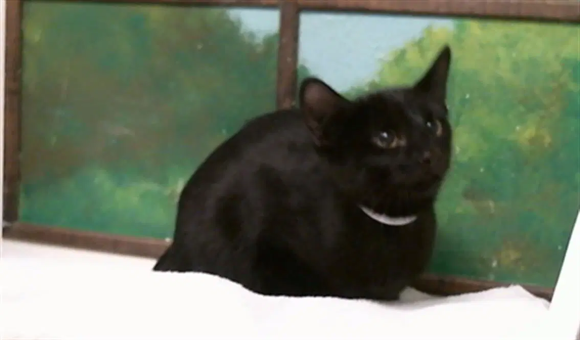 Unknown - Domestic Short Hair
