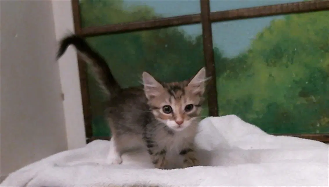 Jade - Domestic Short Hair