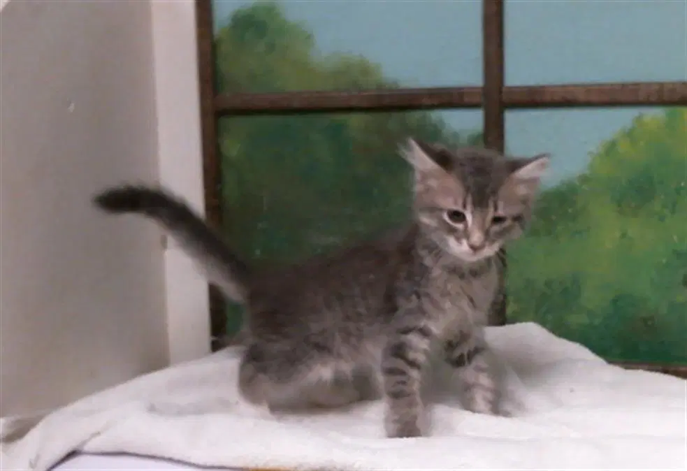 Shaokan - Domestic Short Hair
