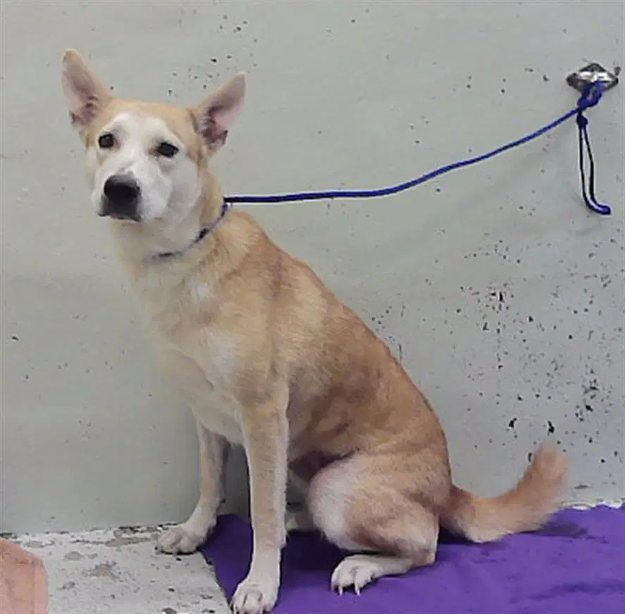 Skipper - German Shepherd Dog