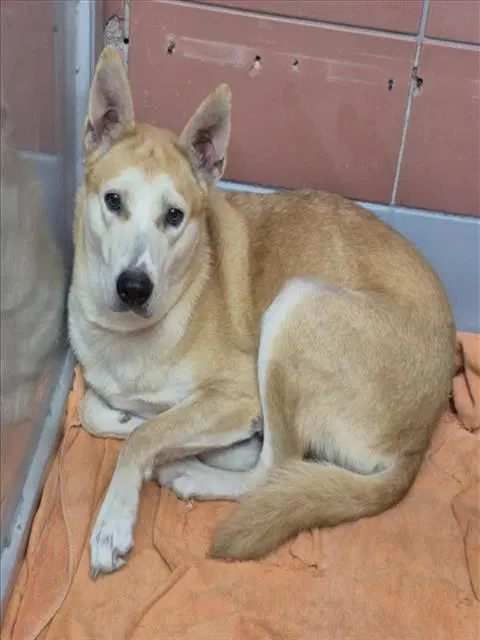 Skipper - German Shepherd Dog