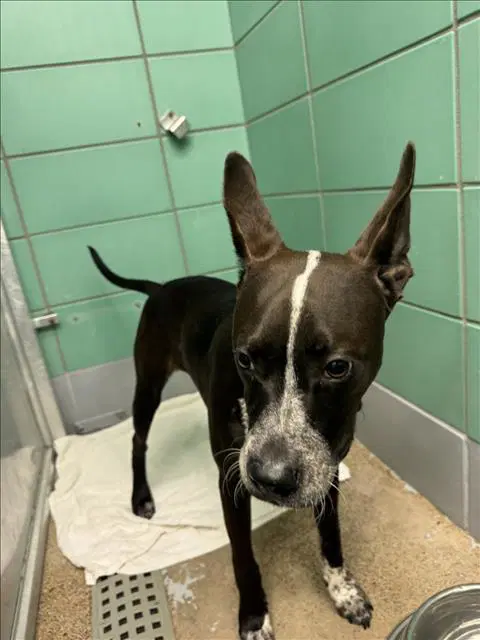 Chips Ahoy - American Staffordshire Terrier