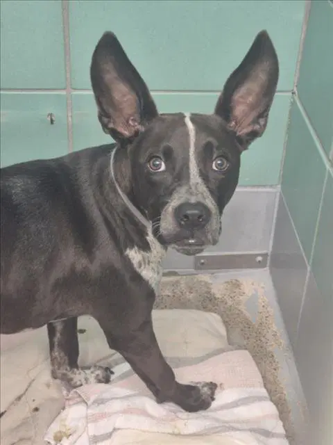 Chips Ahoy - American Staffordshire Terrier