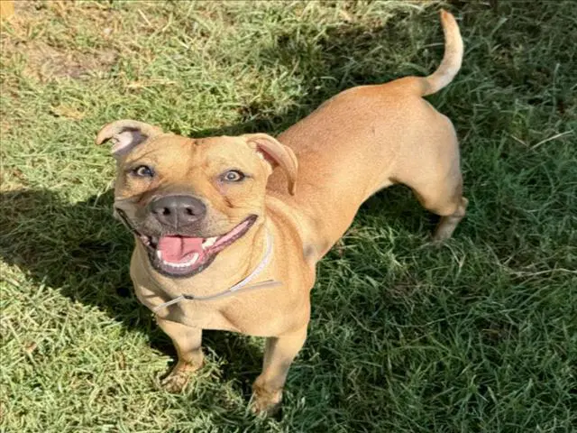 Toodles - Staffordshire Bull Terrier