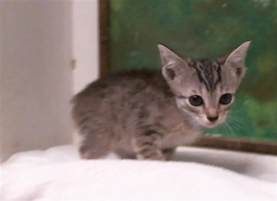 Kitana - Domestic Short Hair