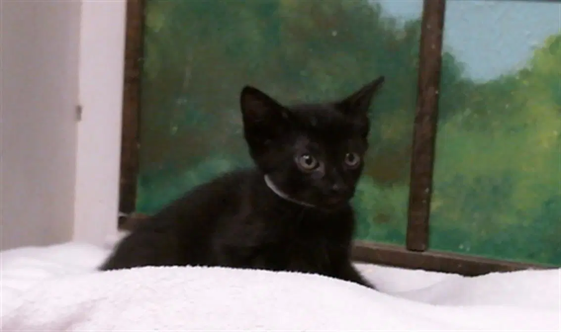 Kenzo - Domestic Short Hair
