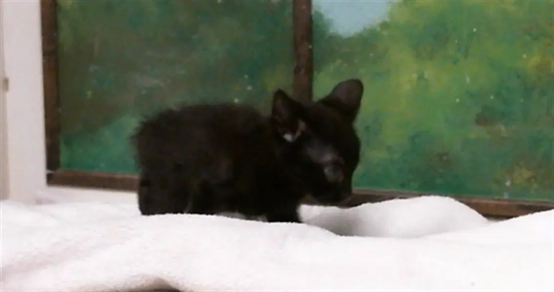 Kenny - Domestic Short Hair
