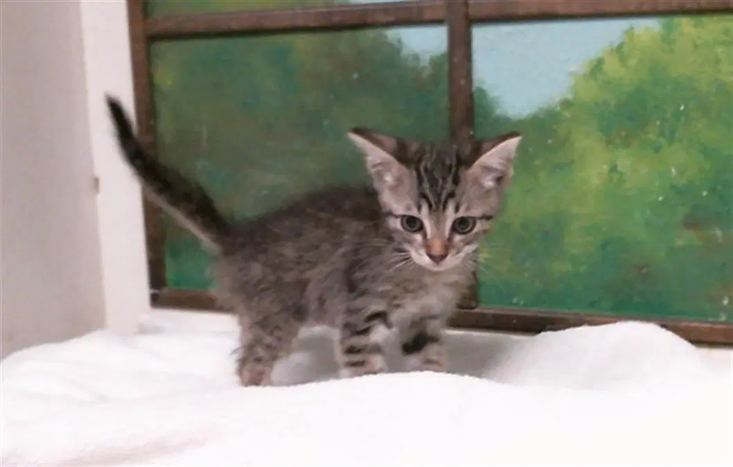 Renzo - Domestic Short Hair