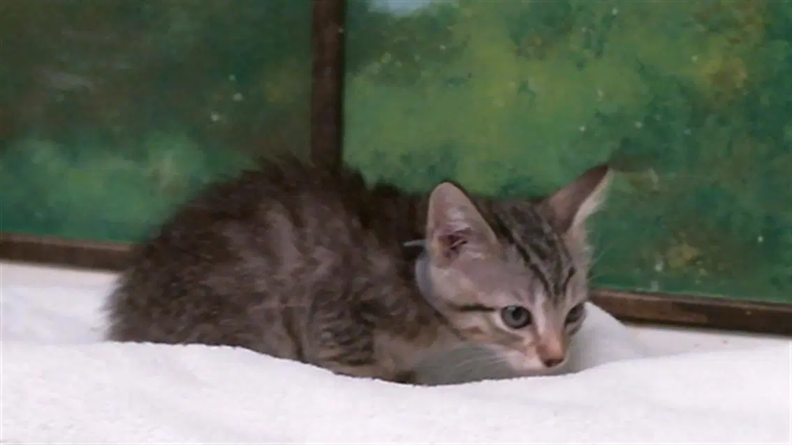 Rosty - Domestic Short Hair