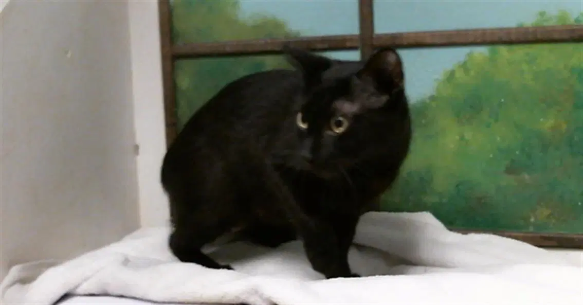 Midnight - Domestic Short Hair