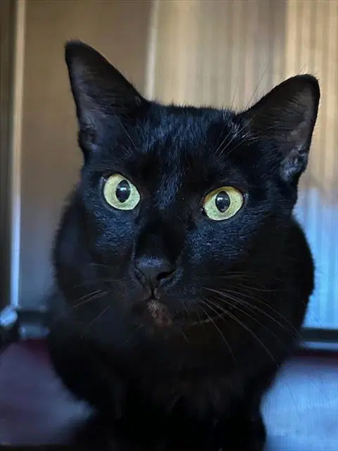 Midnight - Domestic Short Hair
