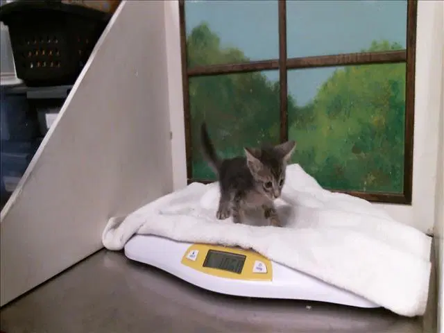 Mickey - Domestic Short Hair