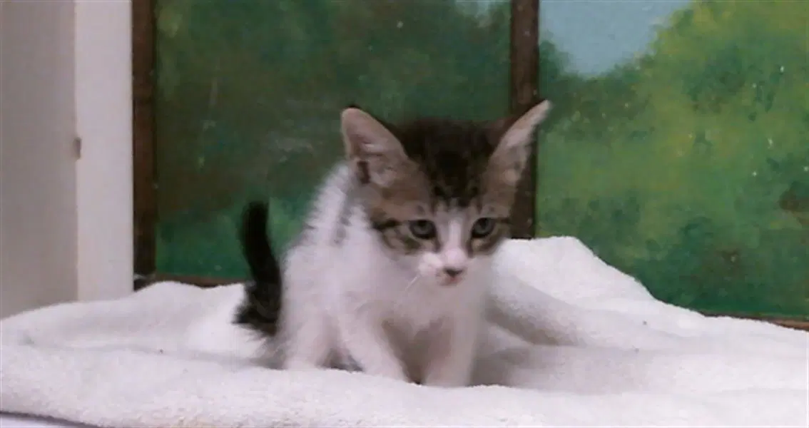 Donald - Domestic Short Hair