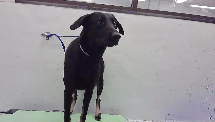 Arlin - Labrador Retriever