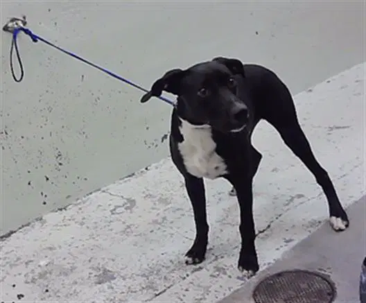 Beavis - Labrador Retriever