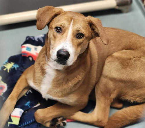 ARTEMIS, a dog for adoption from City of Houston, Bureau of Animal Regulation and Care