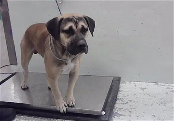 Beefcake - Staffordshire Bull Terrier