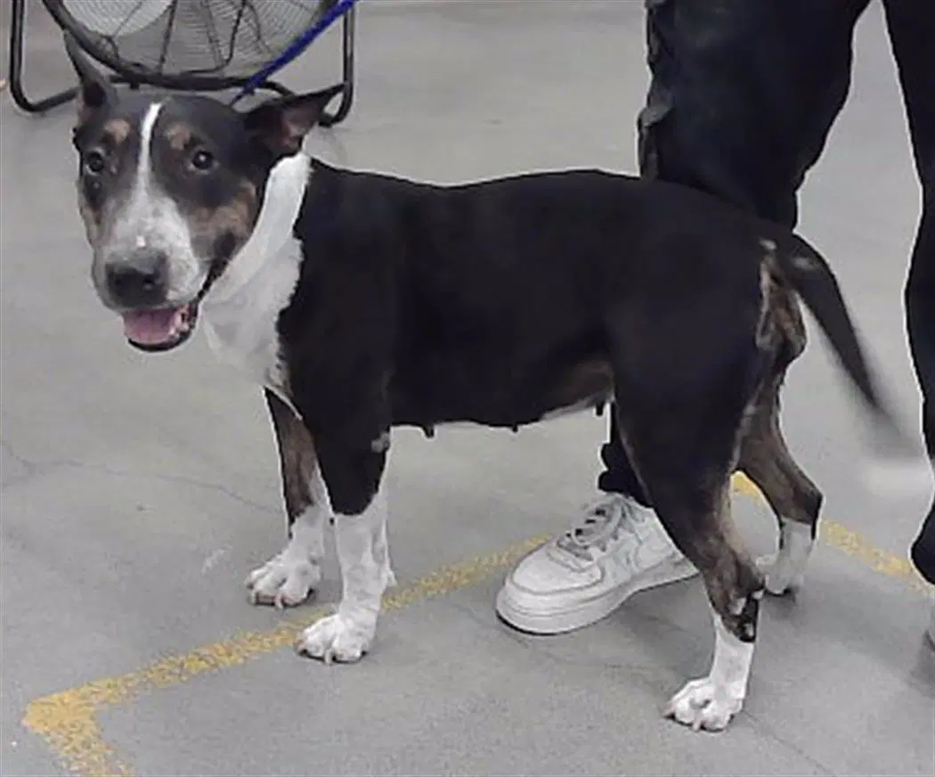 Sushi - Bull Terrier