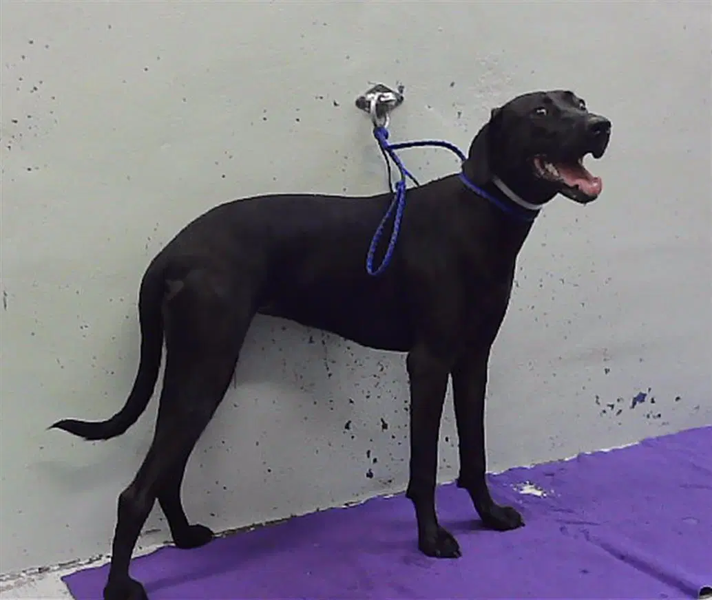 Pineapple - Labrador Retriever