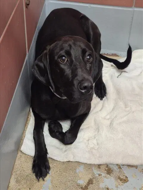 Pineapple - Labrador Retriever