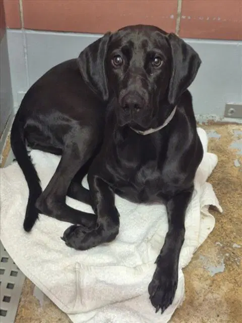 Pineapple - Labrador Retriever