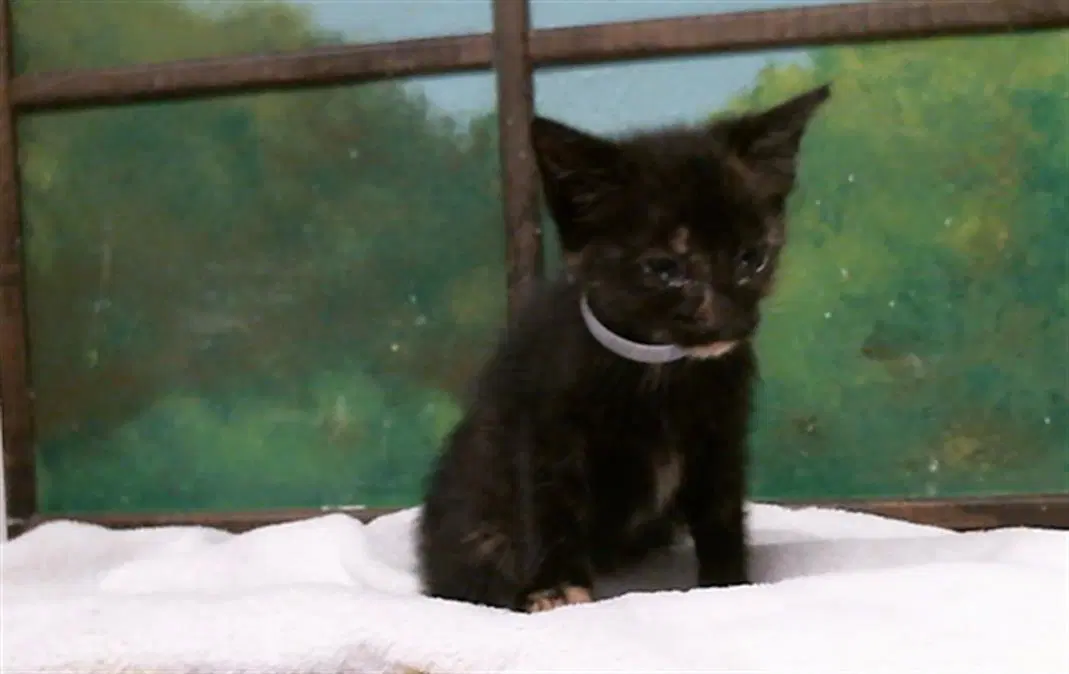 Mely - Domestic Short Hair