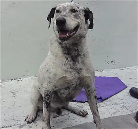 Tony - German Wirehaired Pointer