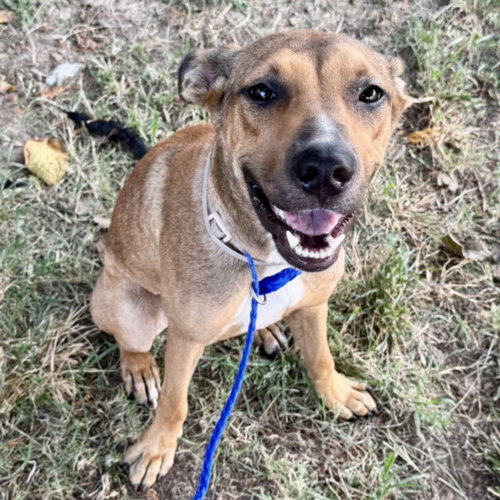 MONA, a dog for adoption from City of Houston, Bureau of Animal Regulation and Care