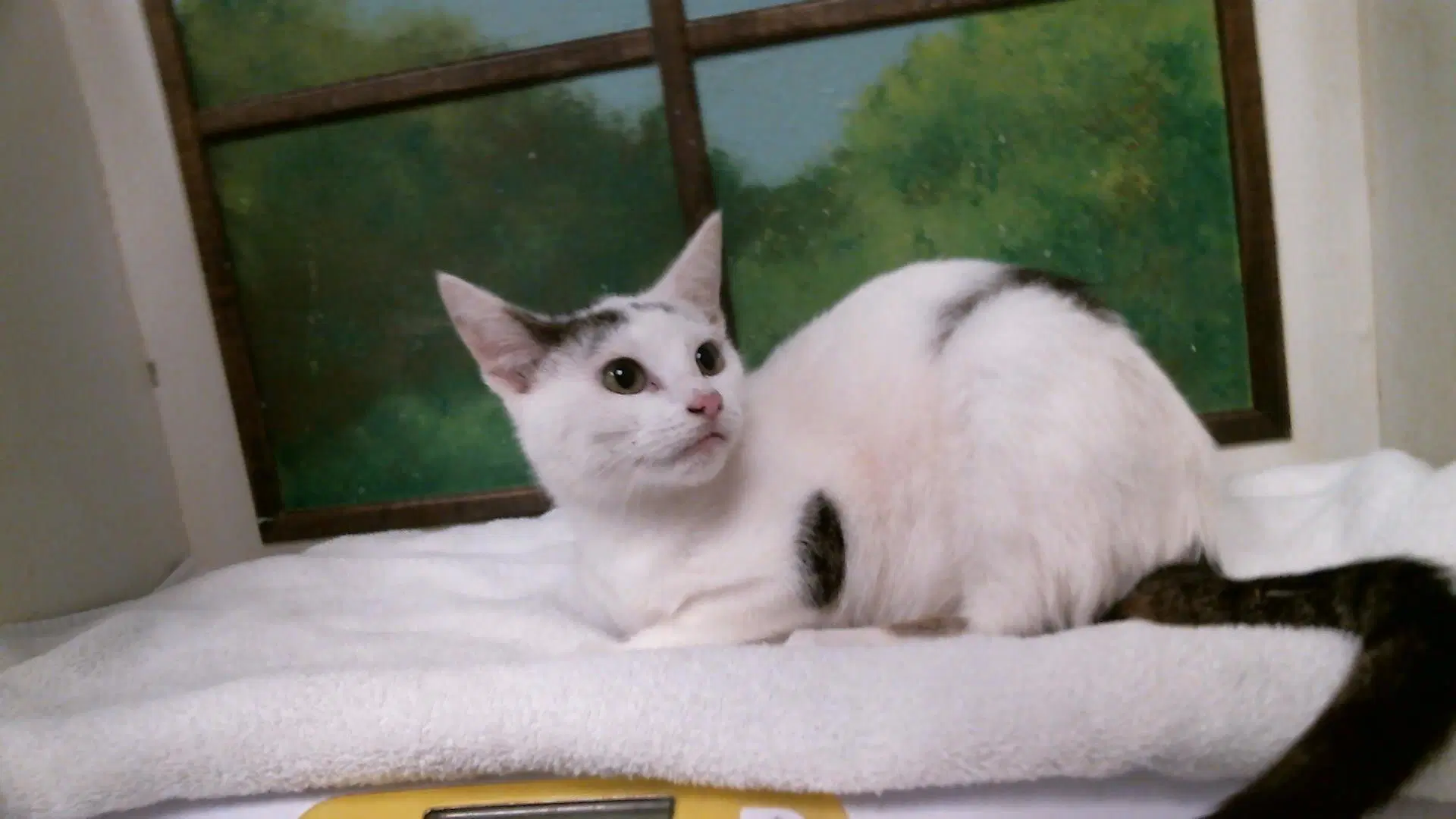 Unknown - Domestic Short Hair